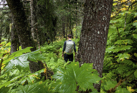 Muir Woods 30 (Truckee Green)